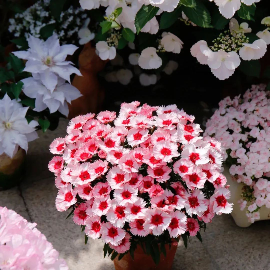 Hot Sale 53% off🚨Rare Dianthus China pink❤️very long blooming