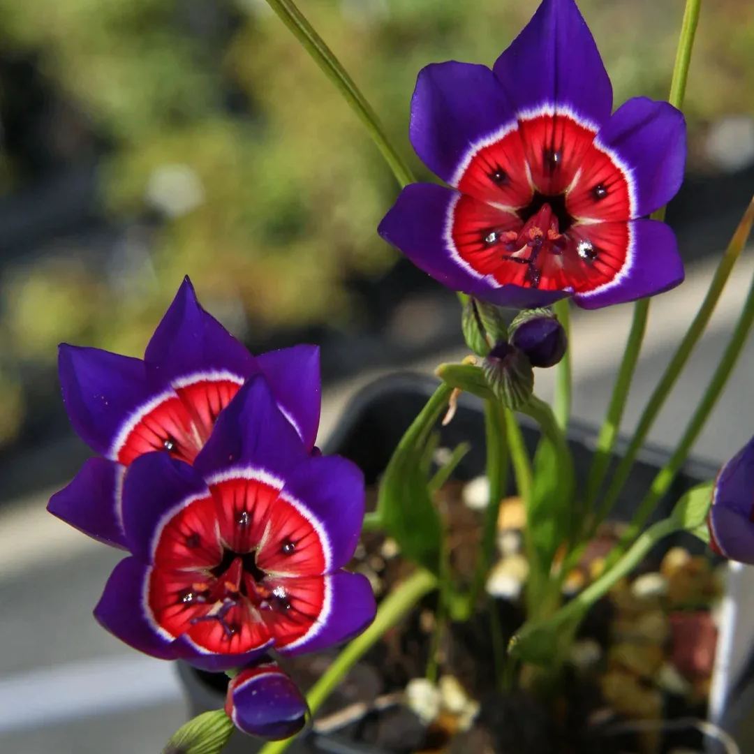 Geissorhiza radians