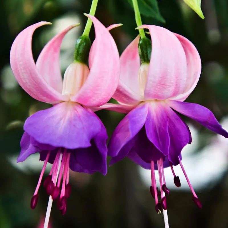 Fuchsia Hybrida Voss Seeds The fairy flower