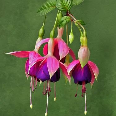 Fuchsia Hybrida Voss Seeds The fairy flower