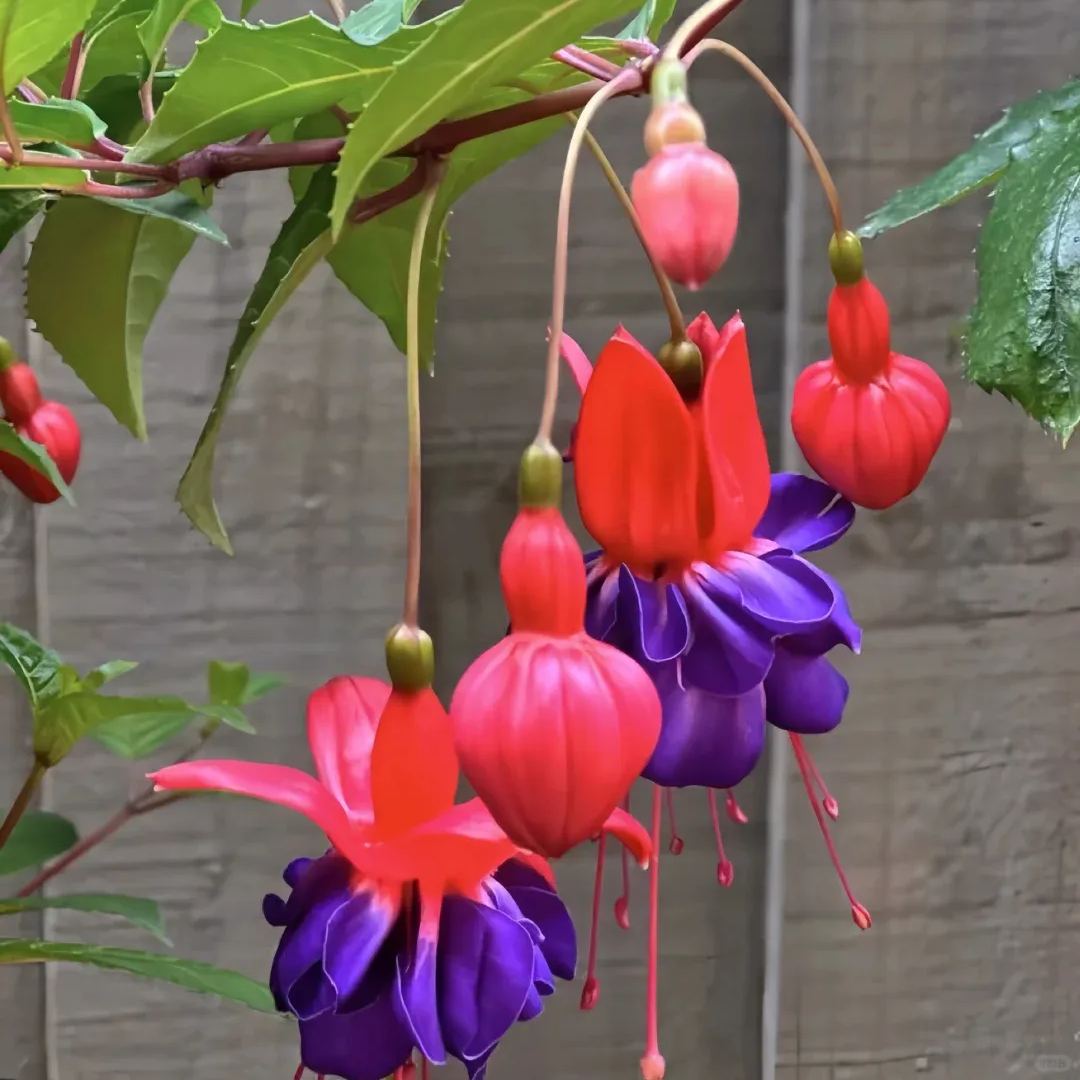 Fuchsia Hybrida Voss Seeds The fairy flower