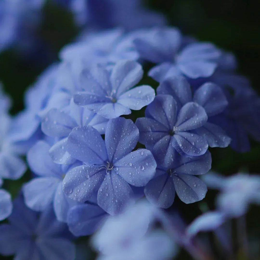 Imperial Blue Plumbago, massive royal blue flowers, heat and drought tolerant, pest resistant, minimum care.