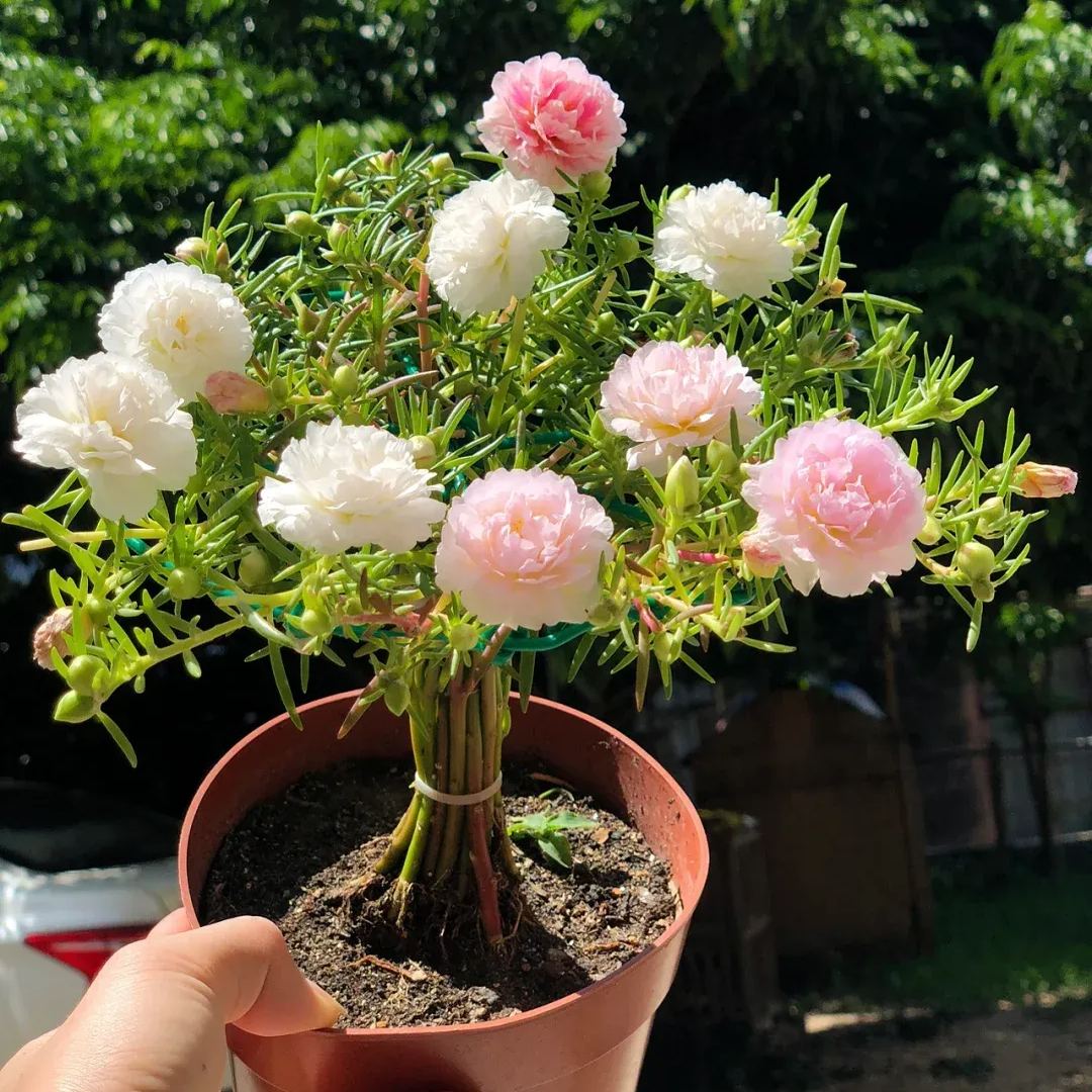 Spring hot sale 56% off🚨Portulaca Grandiflora mixed color seeds