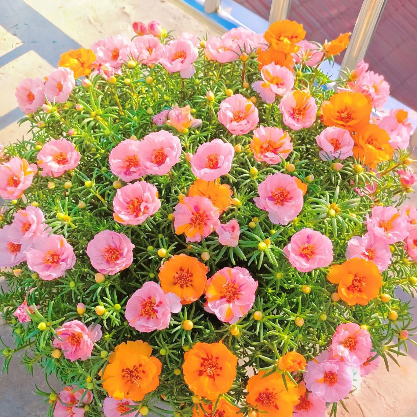 Spring hot sale 56% off🚨Portulaca Grandiflora mixed color seeds