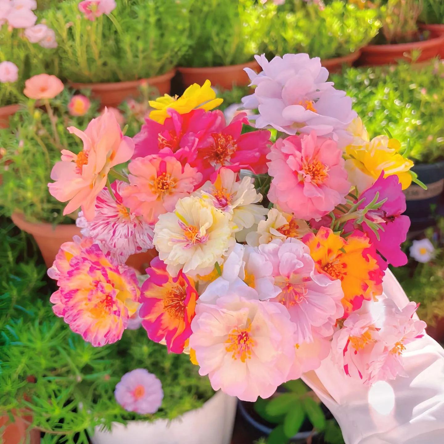 Spring hot sale 56% off🚨Portulaca Grandiflora mixed color seeds