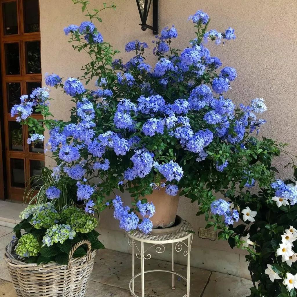 Blue Plumbago auriculata-huge blue flowers-heat and drought tolerant-insect resistant-minimal care