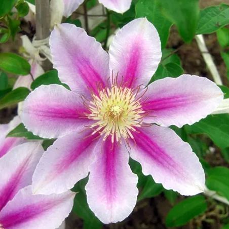 🍺Clematis Seeds💜
