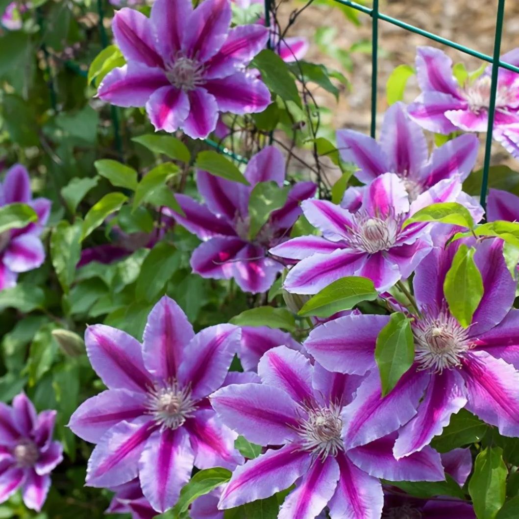 🍺Clematis Seeds💜