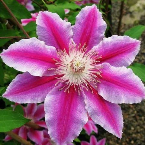 🍺Clematis Seeds💜