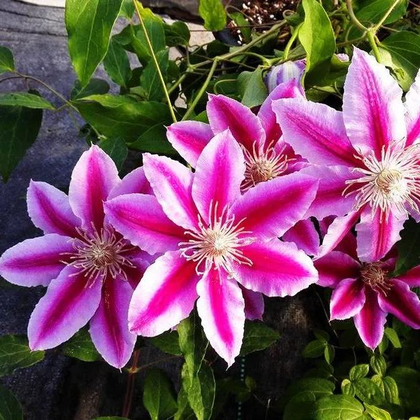 🍺Clematis Seeds💜