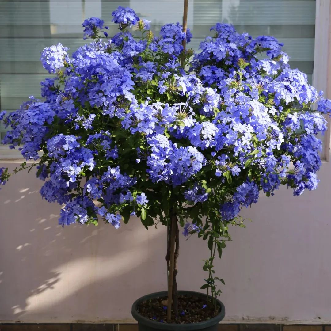 Blue Plumbago auriculata-heat and drought tolerant-insect resistant