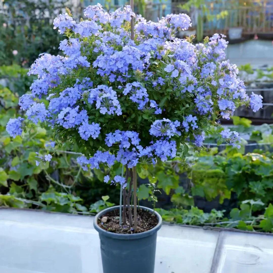 Blue Plumbago auriculata-heat and drought tolerant-insect resistant