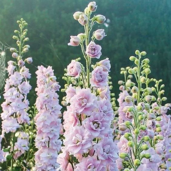 Spring Hot Sale🎉53% Off🚨Wonderful Snapdragon Seeds