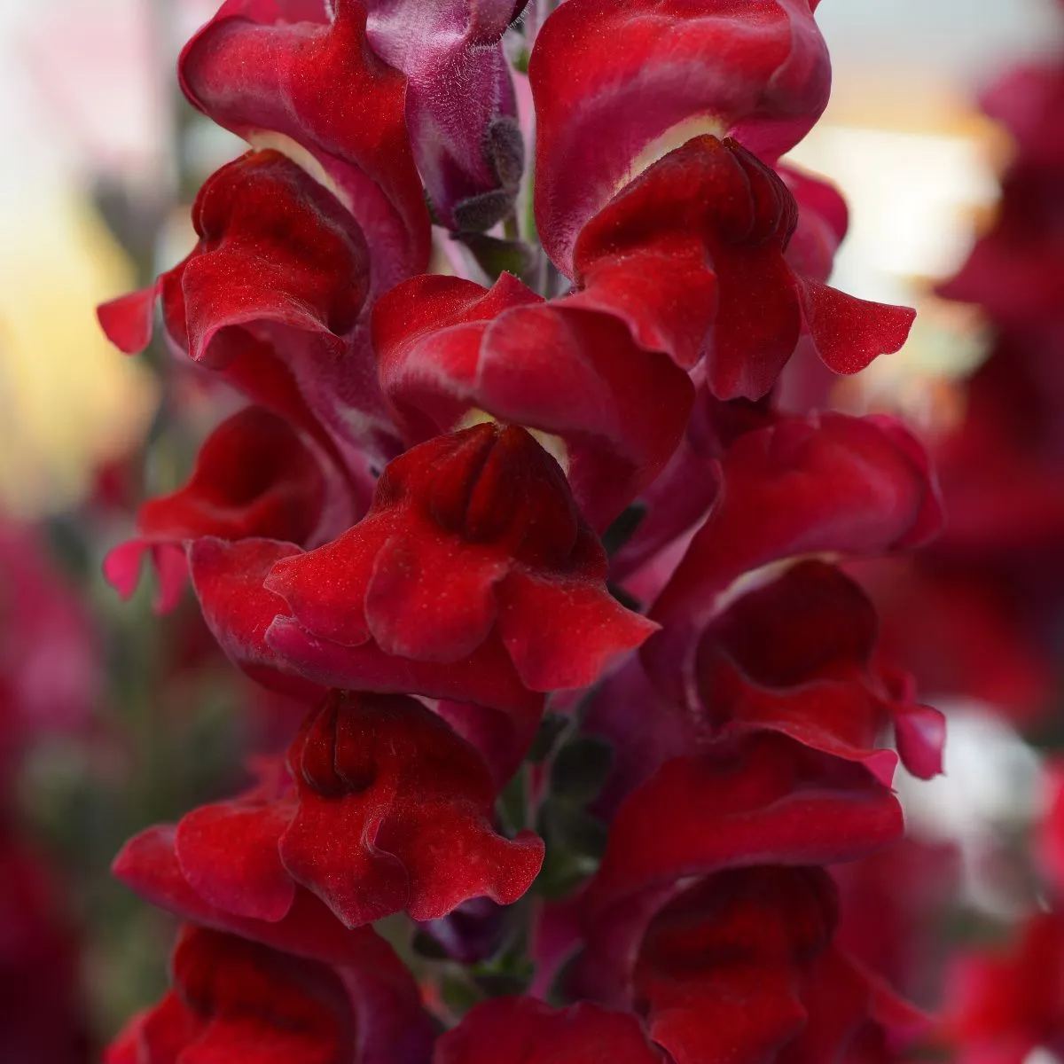 Spring Hot Sale🎉53% Off🚨Wonderful Snapdragon Seeds