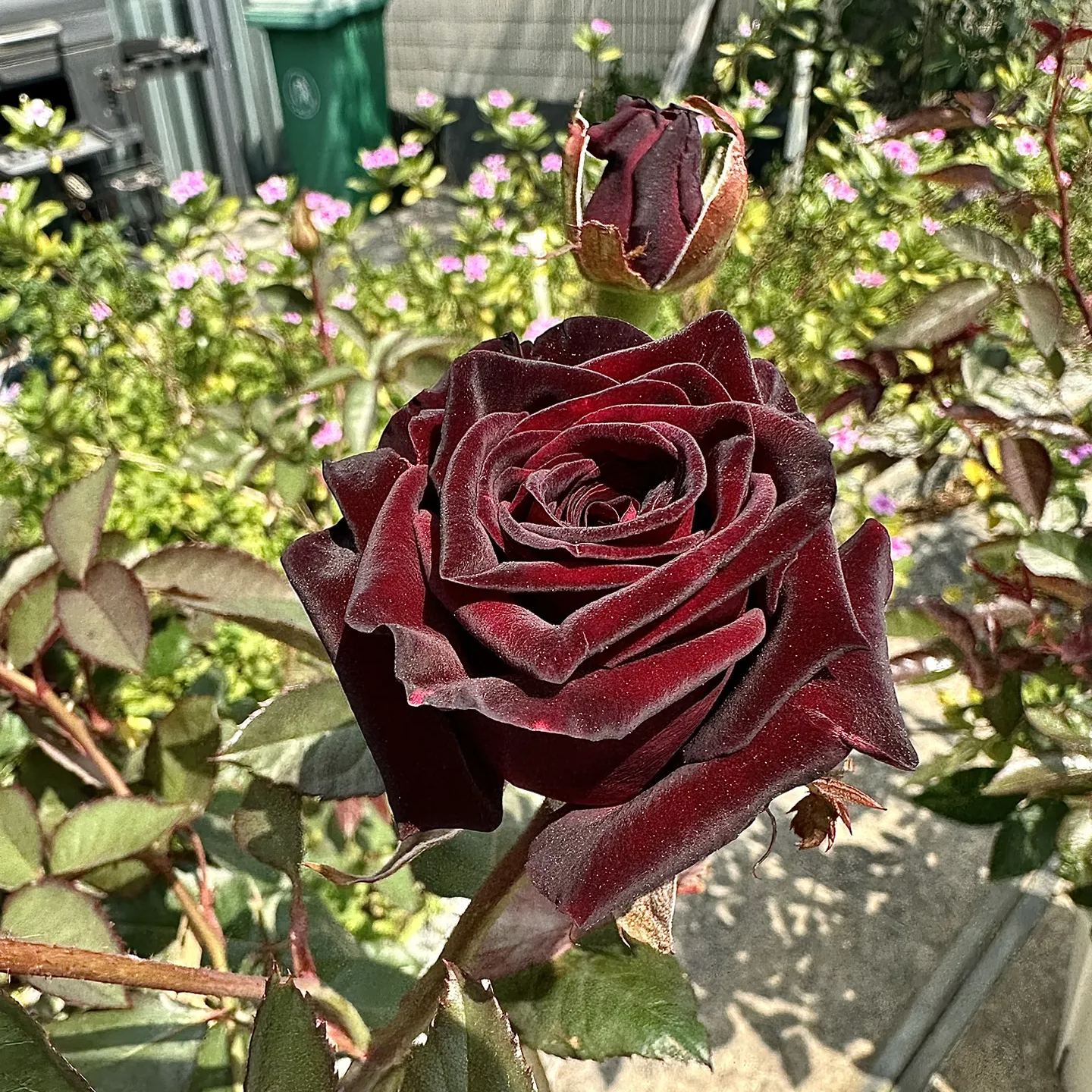 🎇Black Buck Rose🌹-Rare-A black rose with a super velvety feel! ♥️♥️♥️