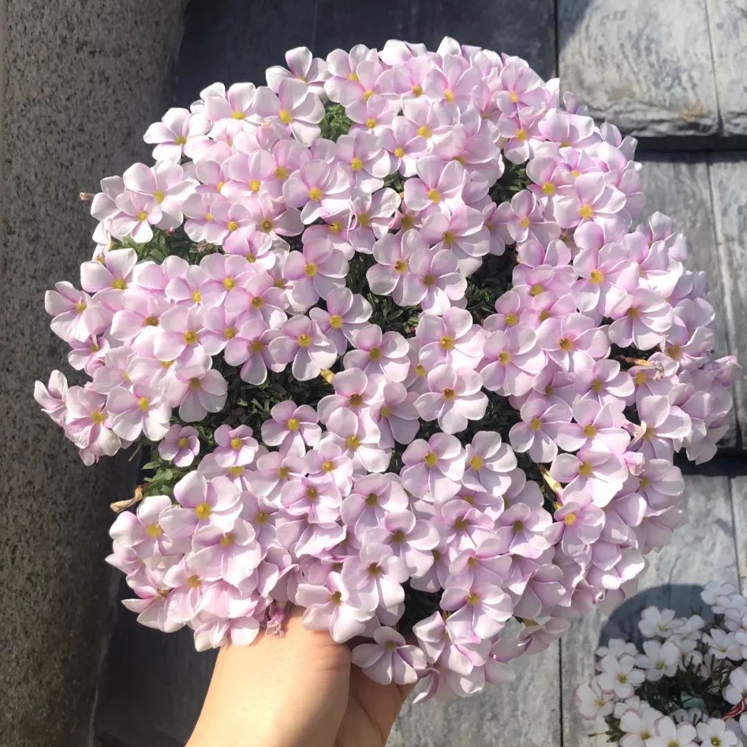 🎉Hot sale 53% off🎉Pink sorrel (Creeping woodsorrel)🫧Super long flowering period