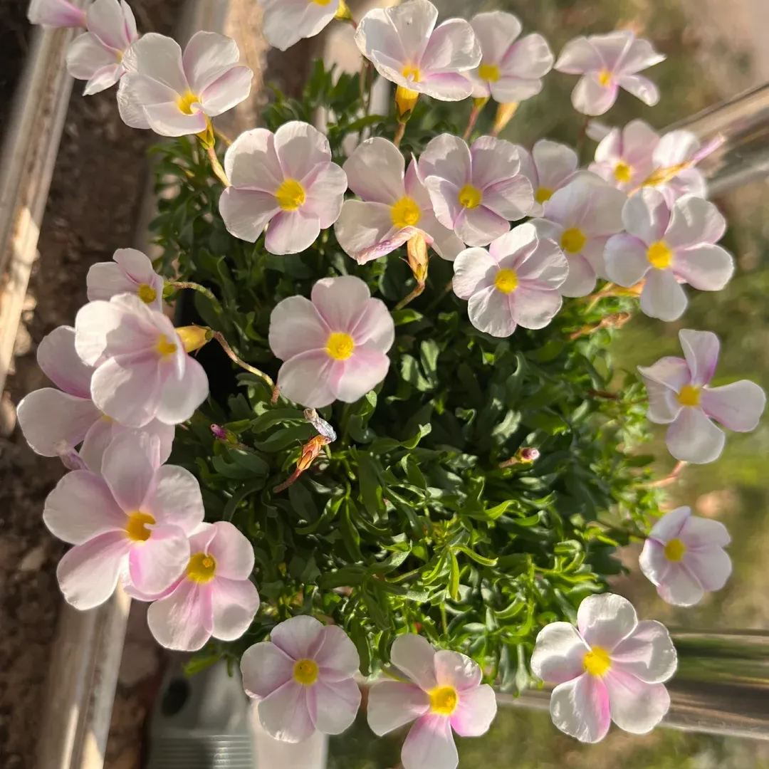 🎉Hot sale 53% off🎉Pink sorrel (Creeping woodsorrel)🫧Super long flowering period