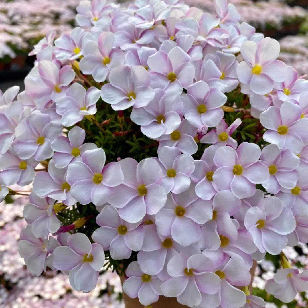 🎉Hot sale 53% off🎉Pink sorrel (Creeping woodsorrel)🫧Super long flowering period