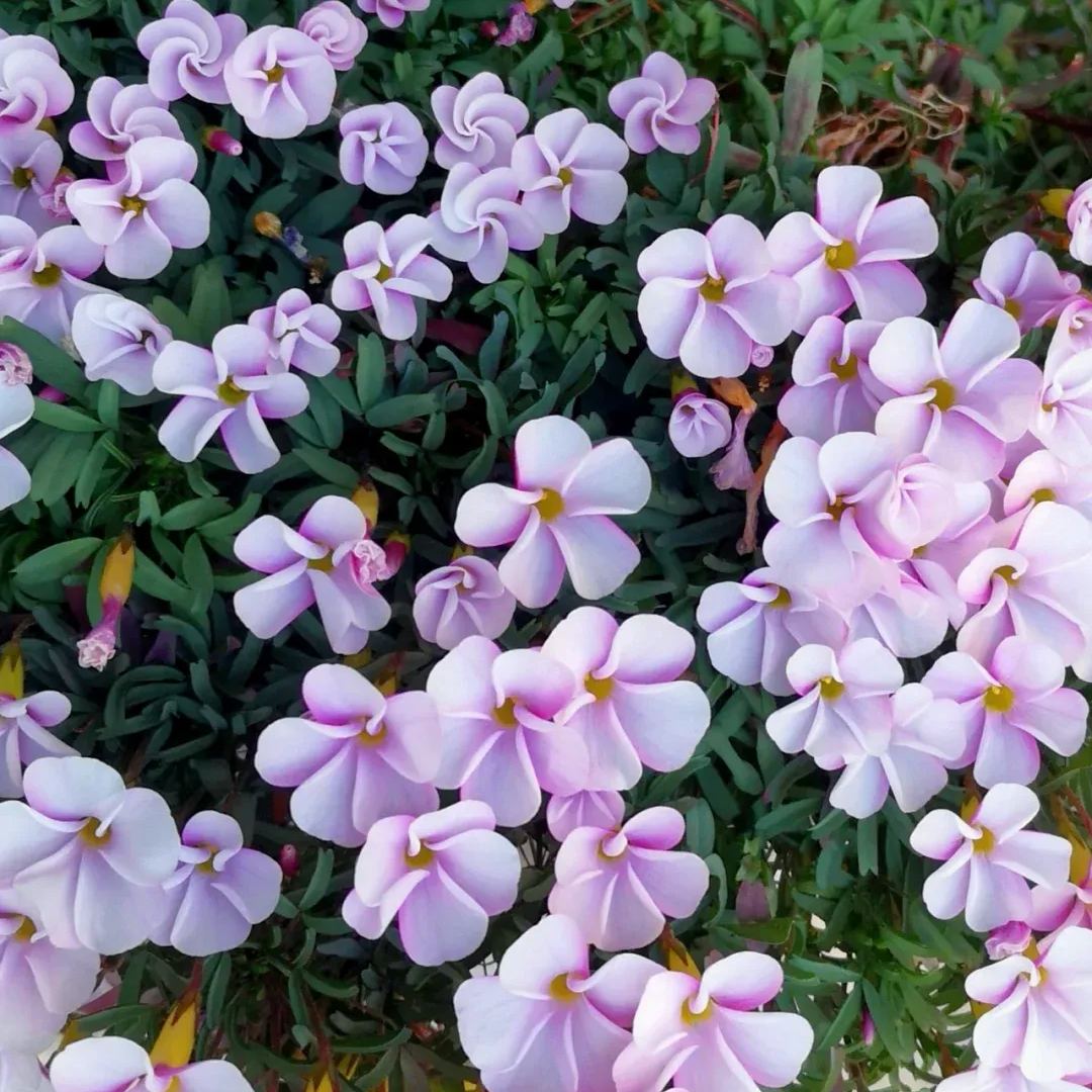 🎉Hot sale 53% off🎉Pink sorrel (Creeping woodsorrel)🫧Super long flowering period