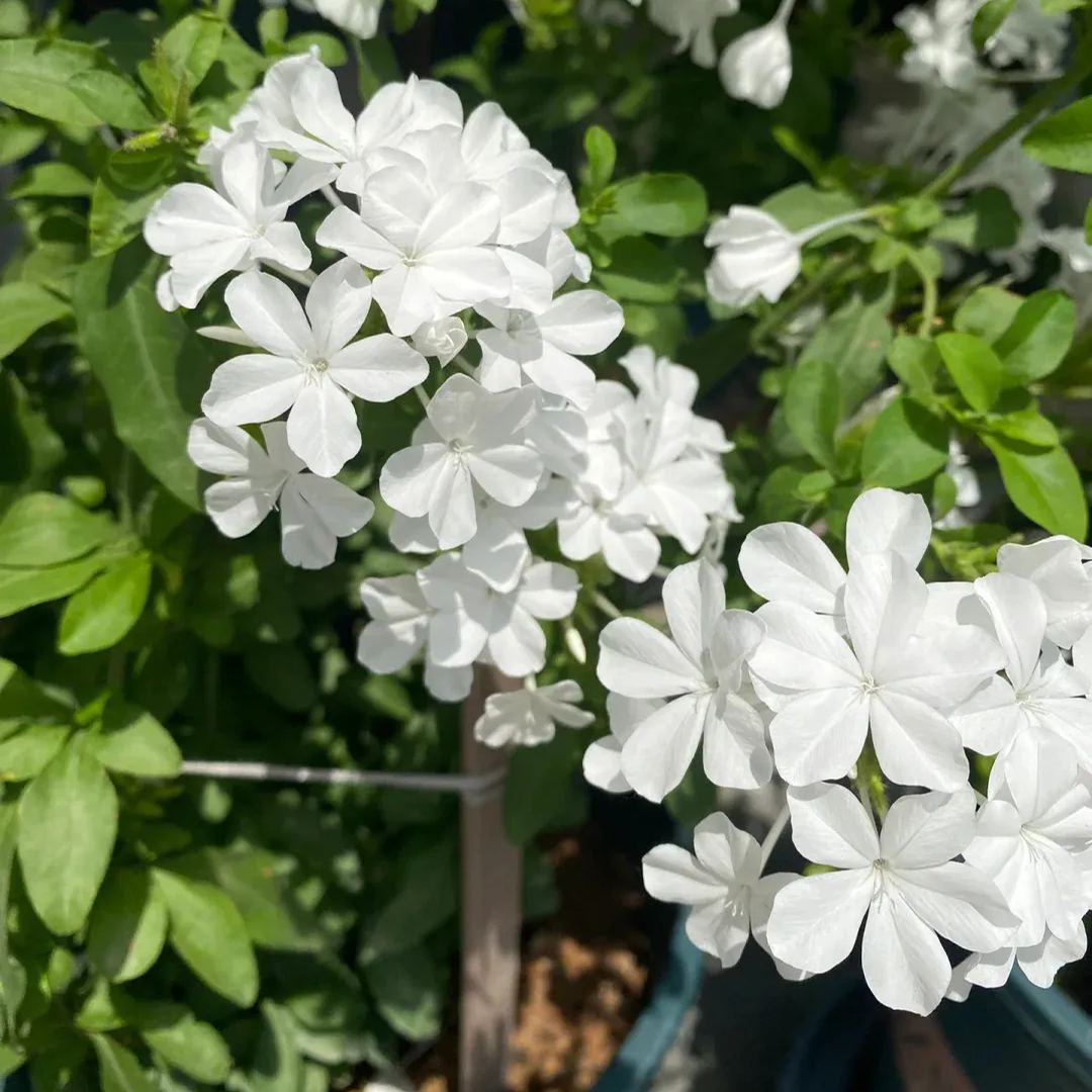 Blue Plumbago auriculata🌈heat and drought tolerant-insect resistant