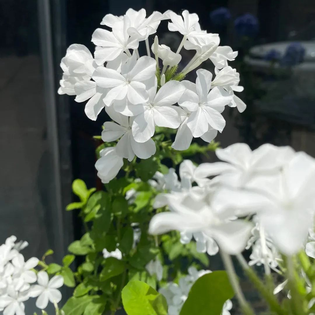 Blue Plumbago auriculata🌈heat and drought tolerant-insect resistant
