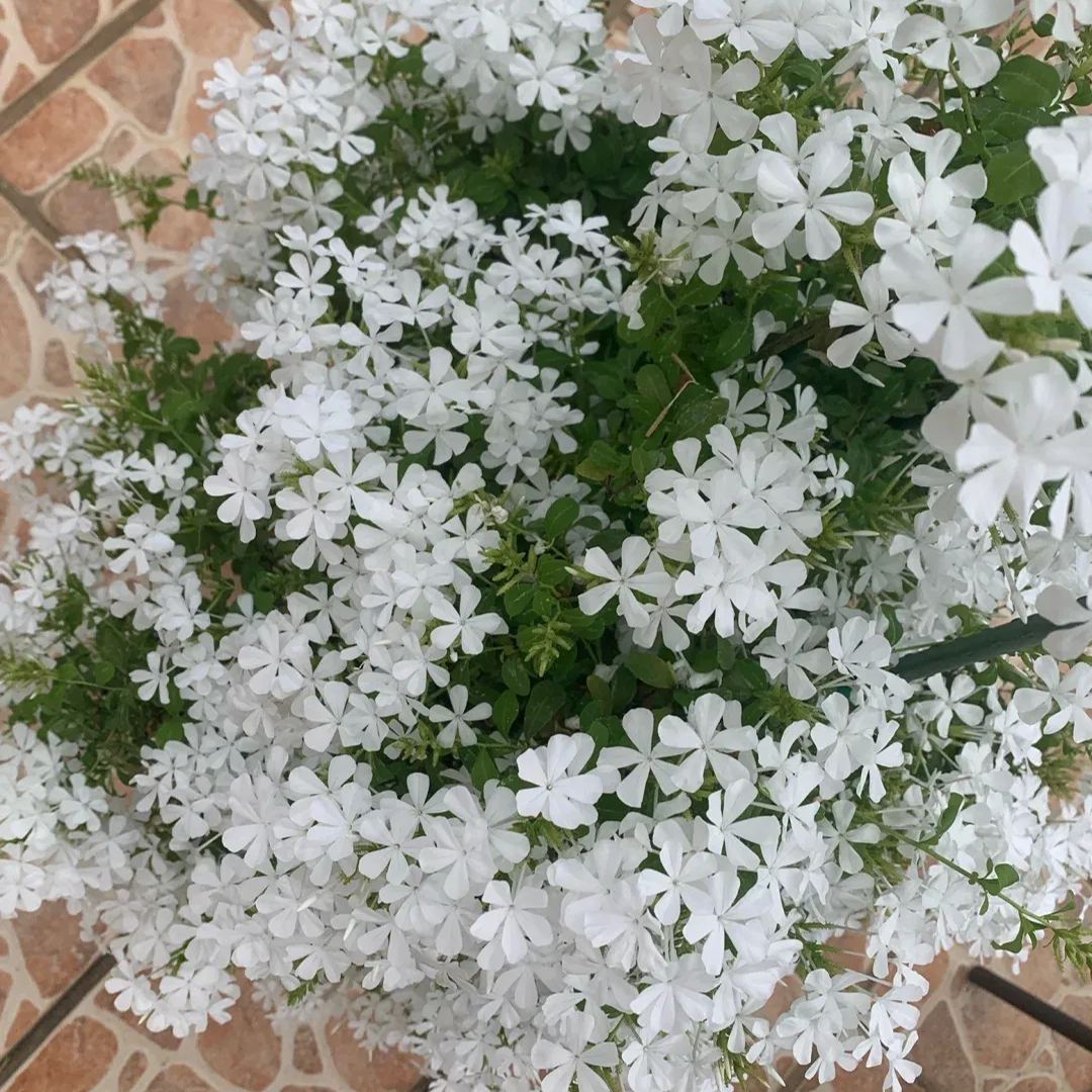 Blue Plumbago auriculata🌈heat and drought tolerant-insect resistant