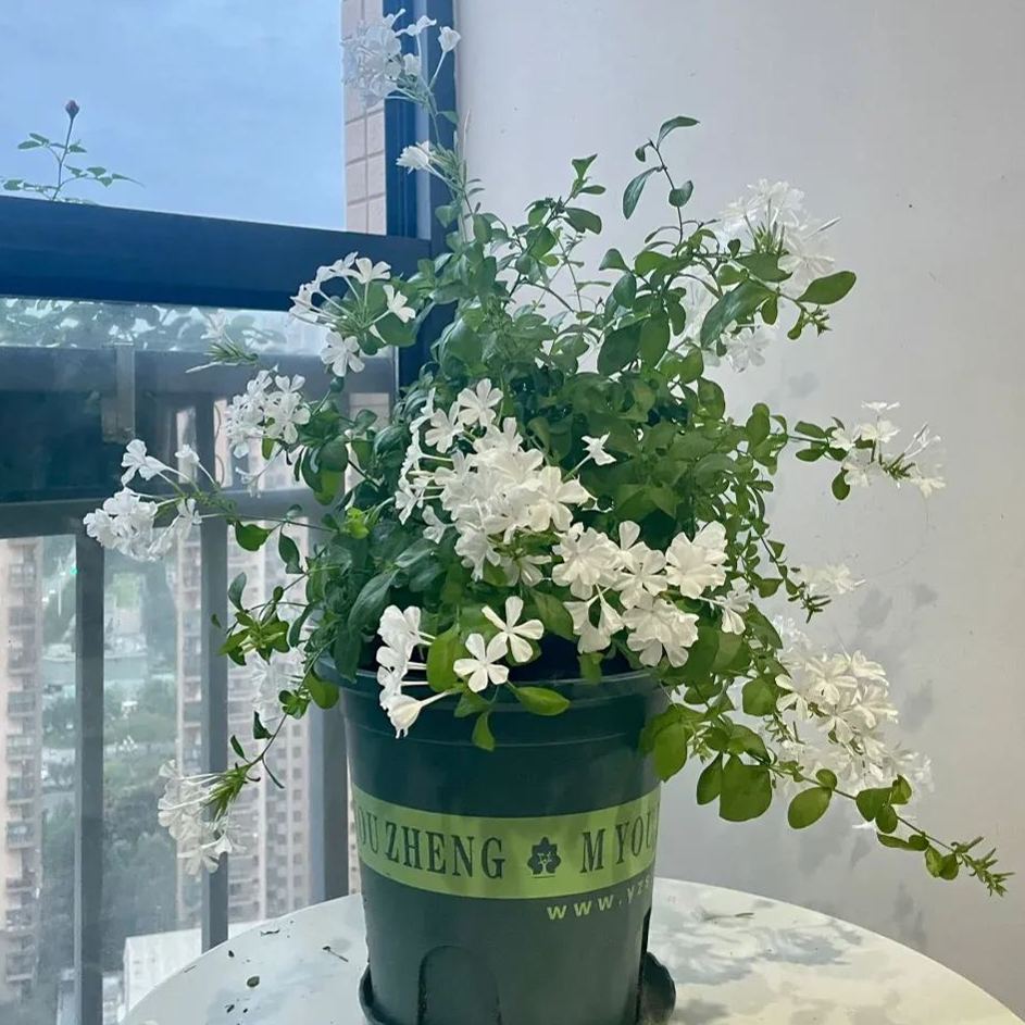 Blue Plumbago auriculata🌈heat and drought tolerant-insect resistant