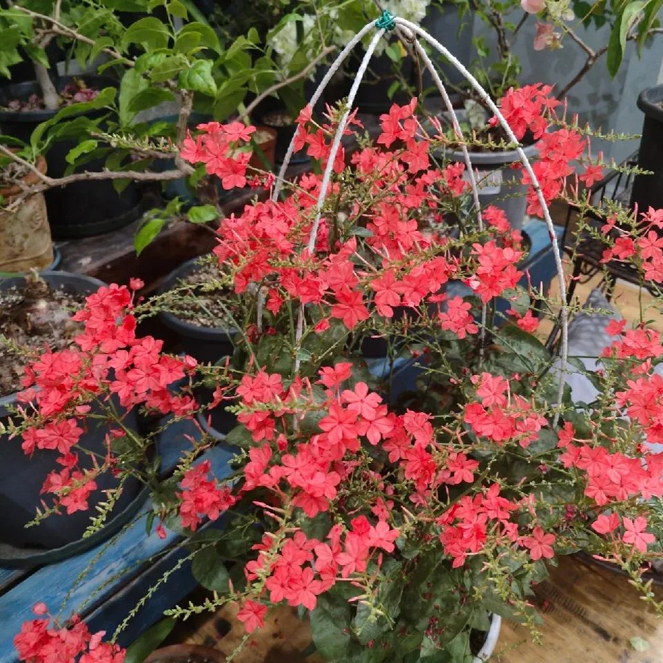 Blue Plumbago auriculata🌈heat and drought tolerant-insect resistant