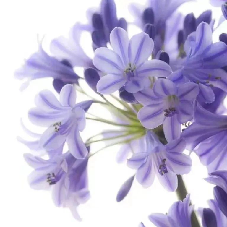  Agapanthus blue purple