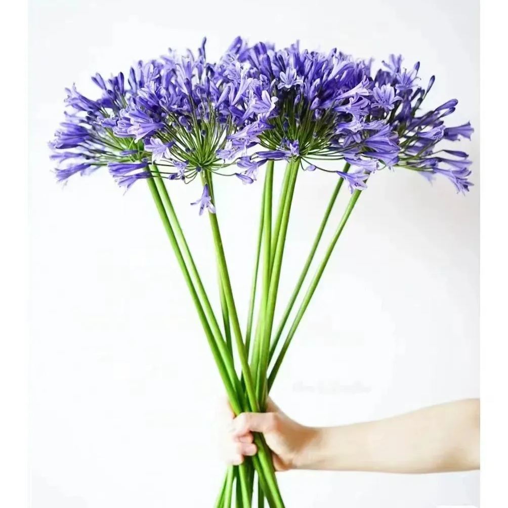  Agapanthus blue purple