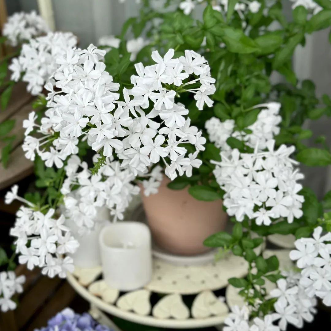White Plumbago auriculata🌈heat and drought tolerant-insect resistant