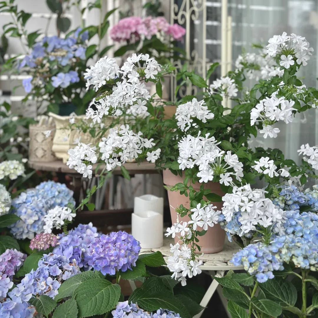 White Plumbago auriculata🌈heat and drought tolerant-insect resistant