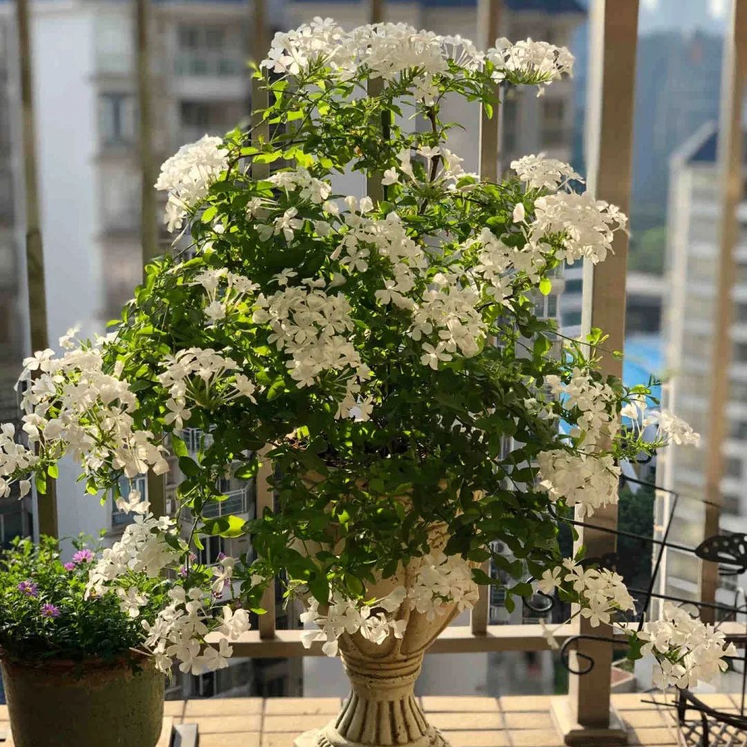 Blue Plumbago auriculata🌈heat and drought tolerant-insect resistant