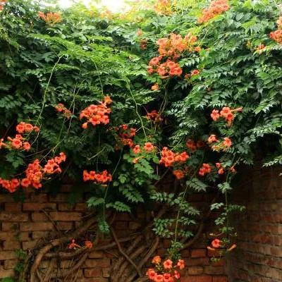 Hot sale 🚨American cypress 🧡The first choice for wall-climbing plants