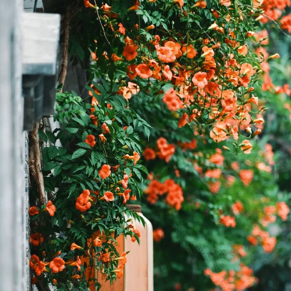 Hot sale 🚨American cypress 🧡The first choice for wall-climbing plants