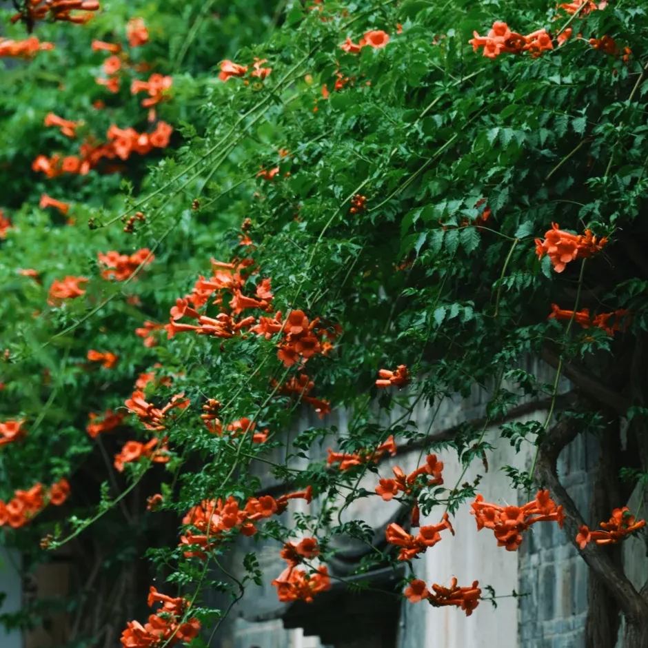 Hot sale 🚨American cypress 🧡The first choice for wall-climbing plants