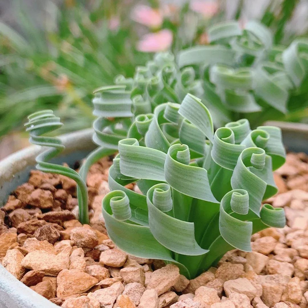 Hot Selling🎉Cute Albuca Concordiana Seeds