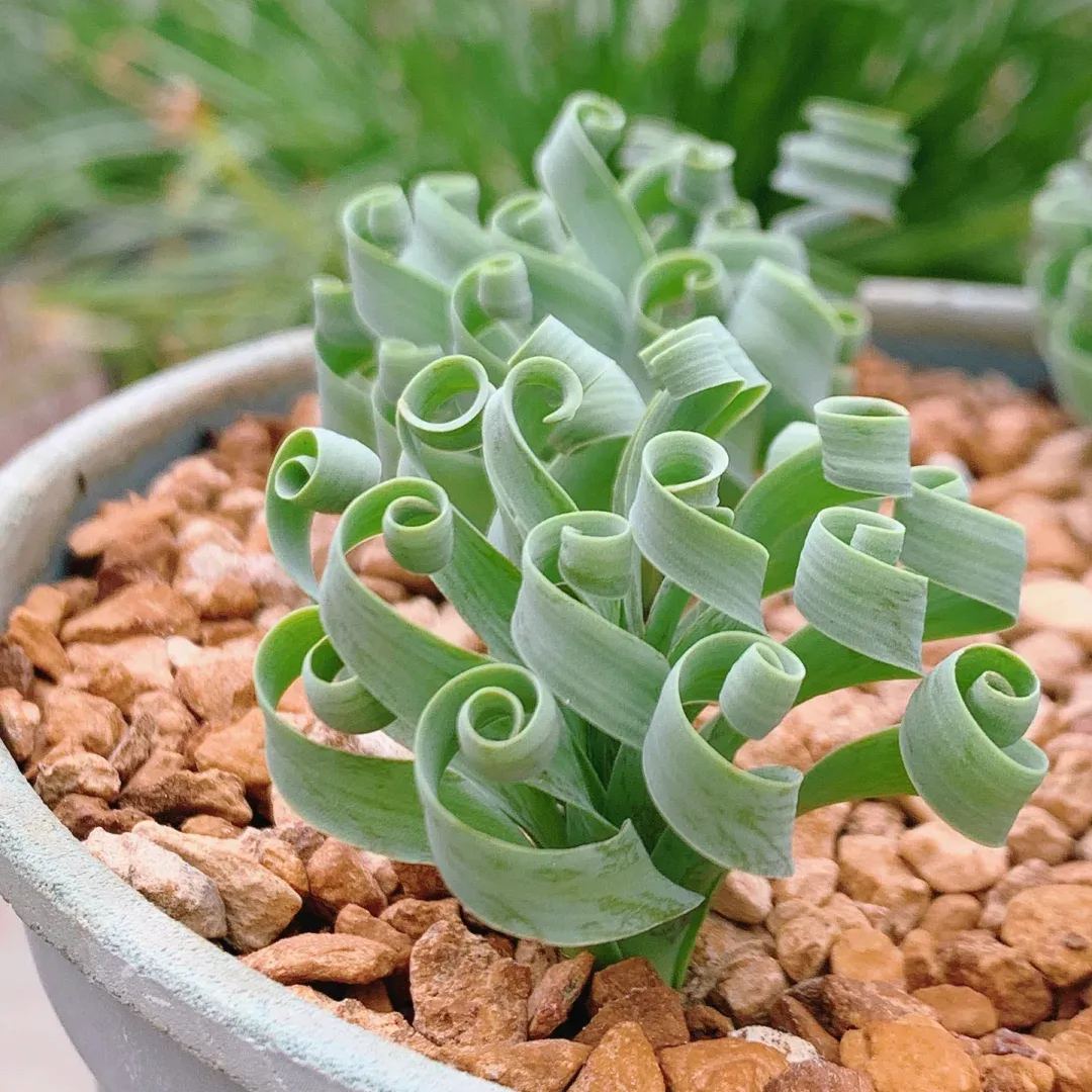 Hot Selling🎉Cute Albuca Concordiana Seeds
