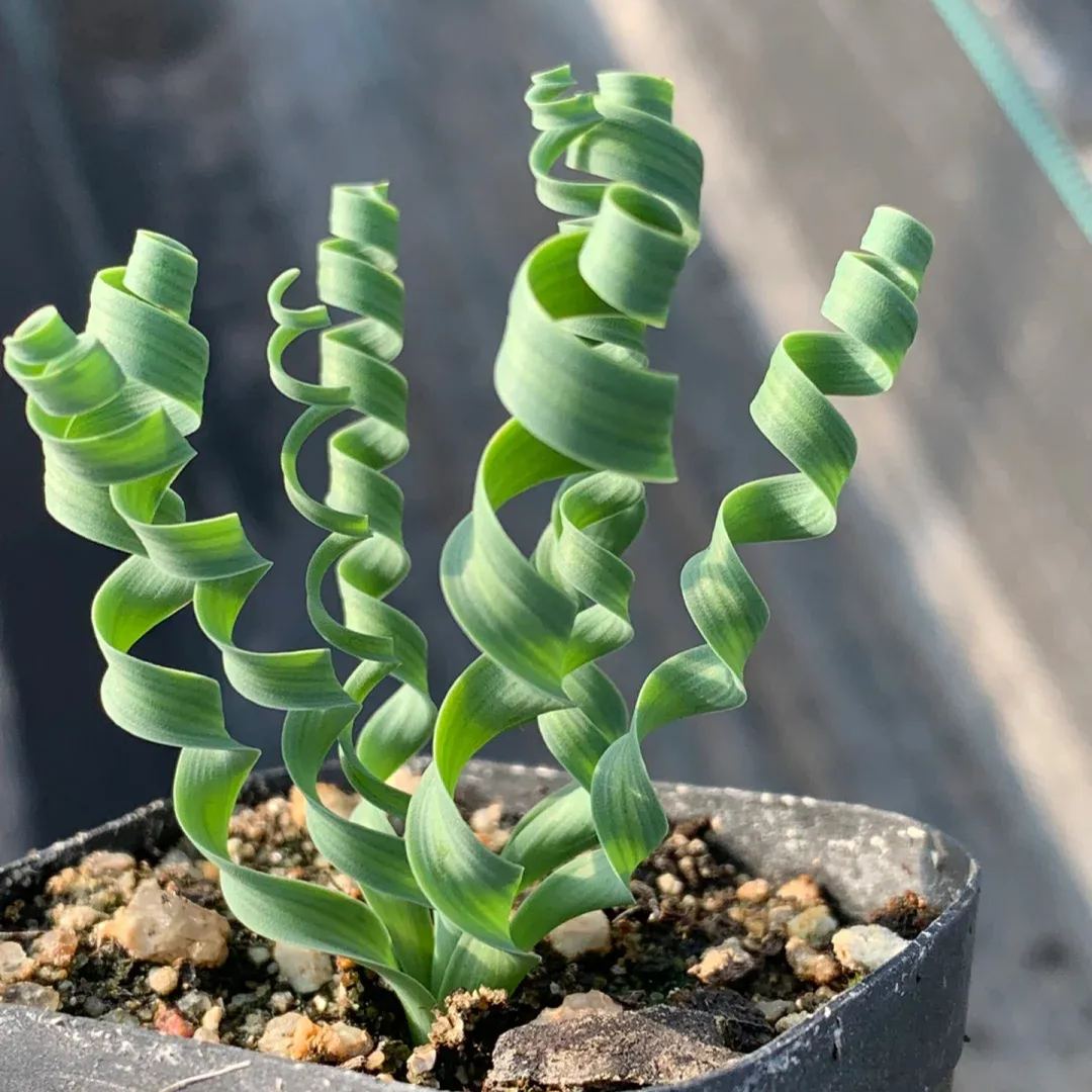 Hot Selling🎉Cute Albuca Concordiana Seeds