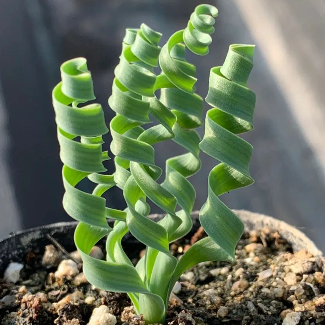Hot Selling🎉Cute Albuca Concordiana Seeds