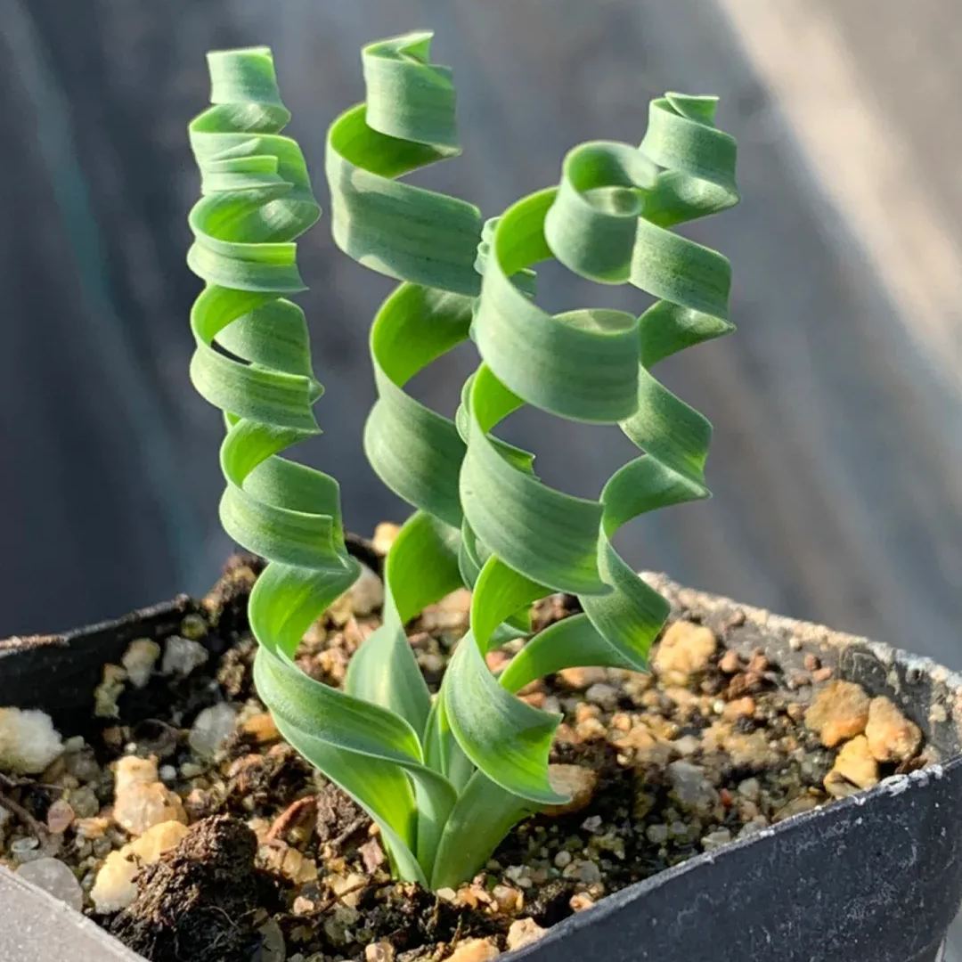 Hot Selling🎉Cute Albuca Concordiana Seeds