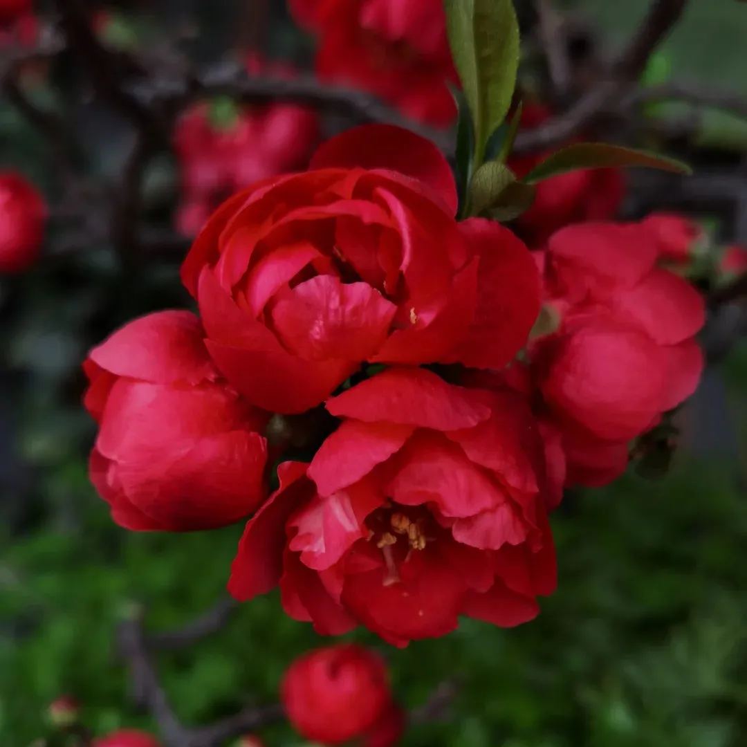 Flowering Quince🌈
