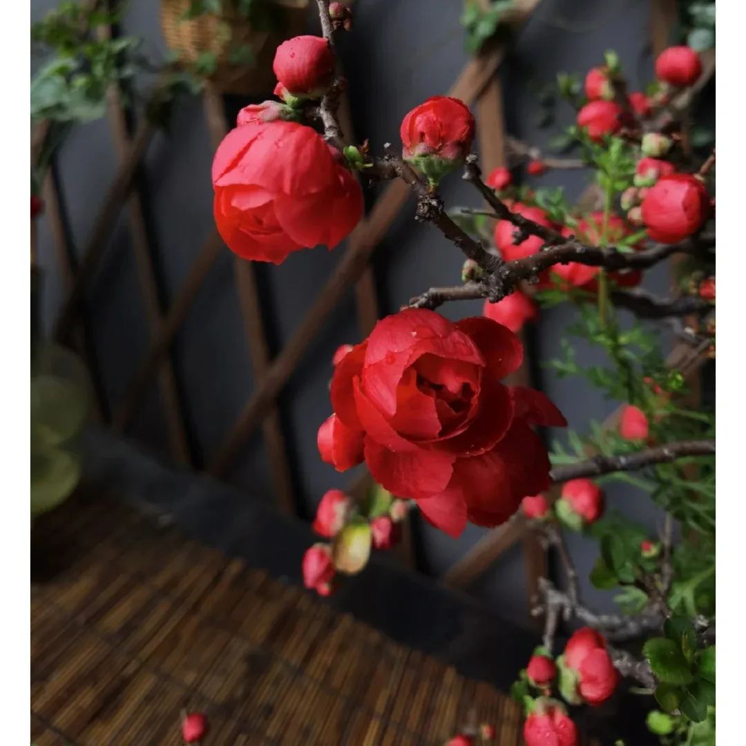 Flowering Quince🌈