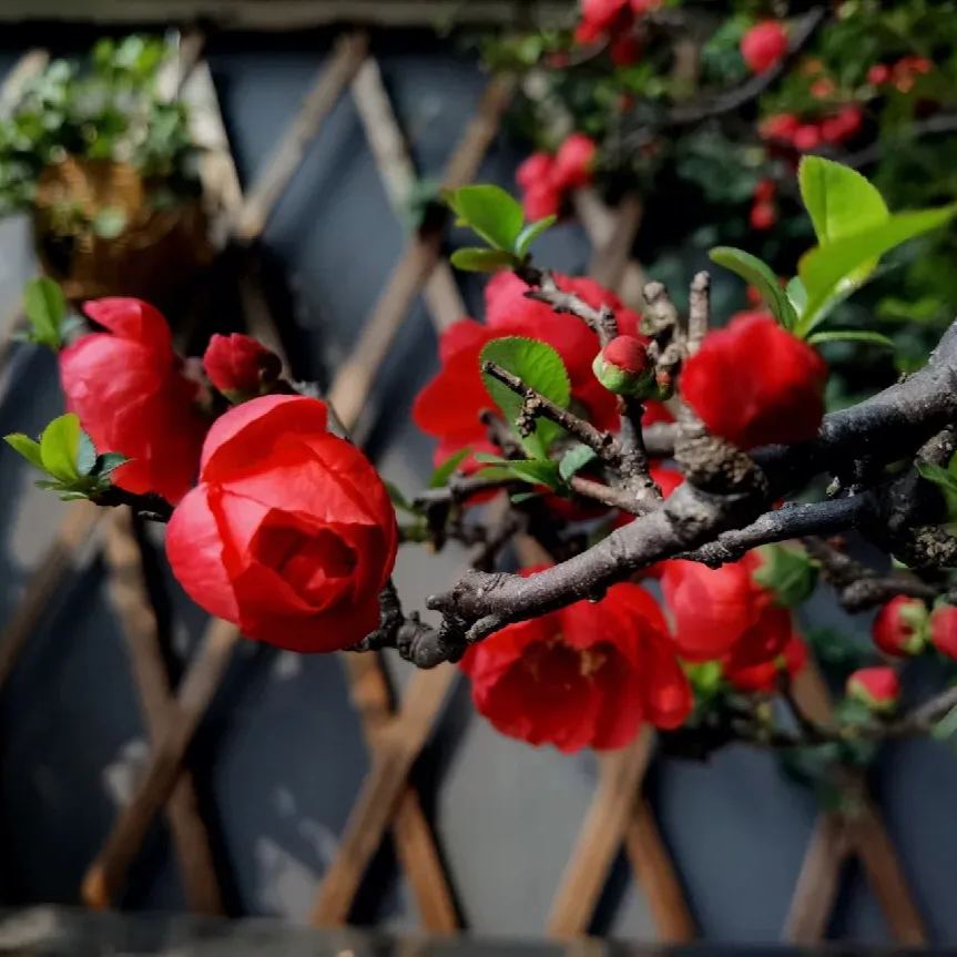Flowering Quince🌈