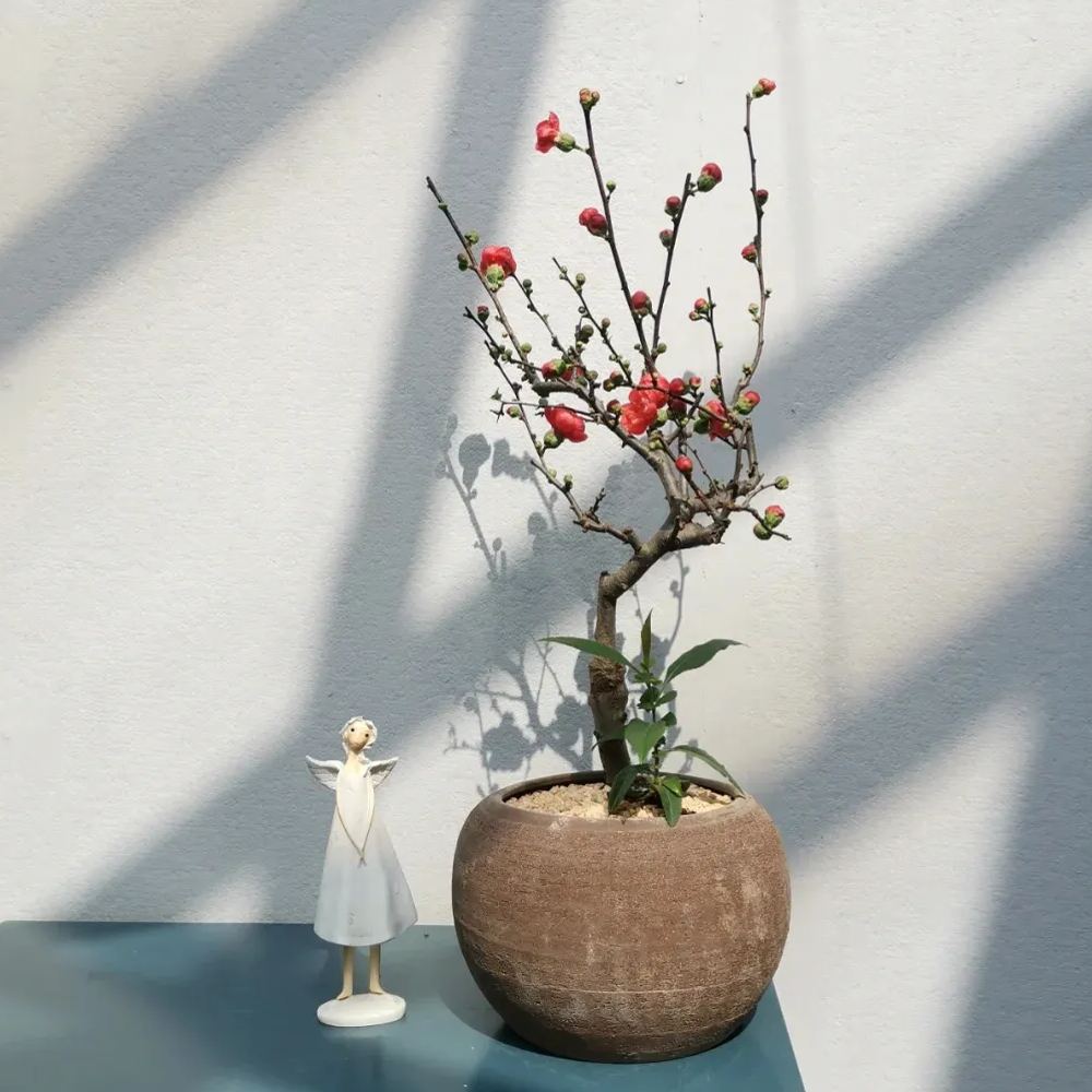 Flowering Quince🌈