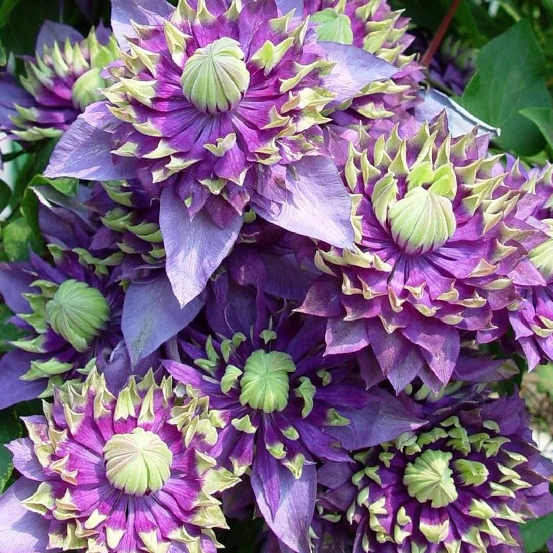 💐New for Spring 💫Taiga Clematis Seeds