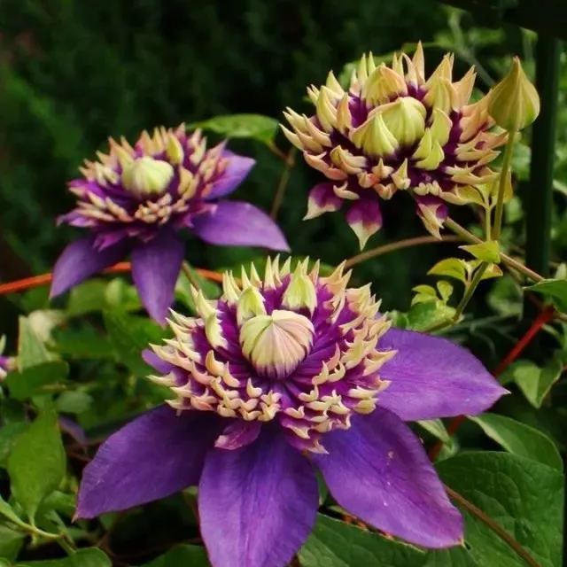 💐New for Spring 💫Taiga Clematis Seeds
