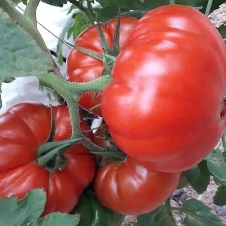 World’s Largest Beefsteak Tomato🍅 Up To 2 kg🍅50/More Seeds Fresh 2024