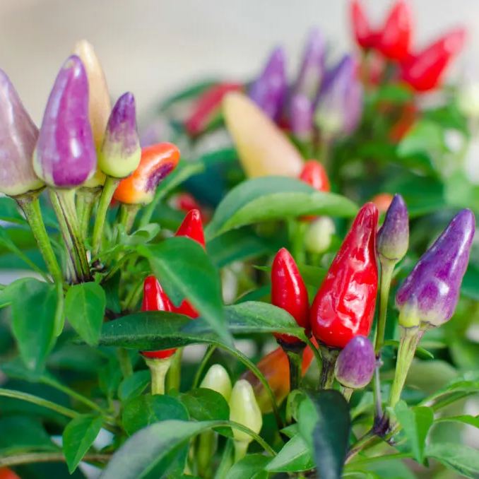 2024 Hot Sale🌶️🌈Colorful Chili Seeds🚨Limited Stock