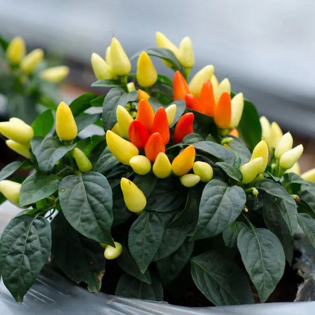 2024 Hot Sale🌶️🌈Colorful Chili Seeds🚨Limited Stock